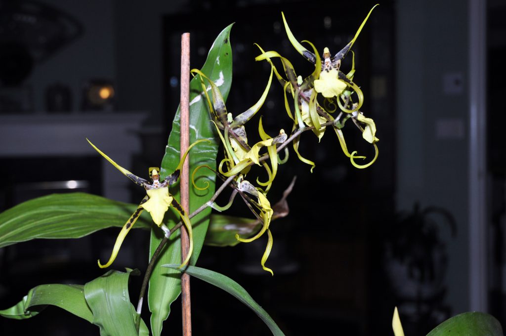 山人兰室：蜘蛛兰 Brassia Caudata （Spider Orchid）