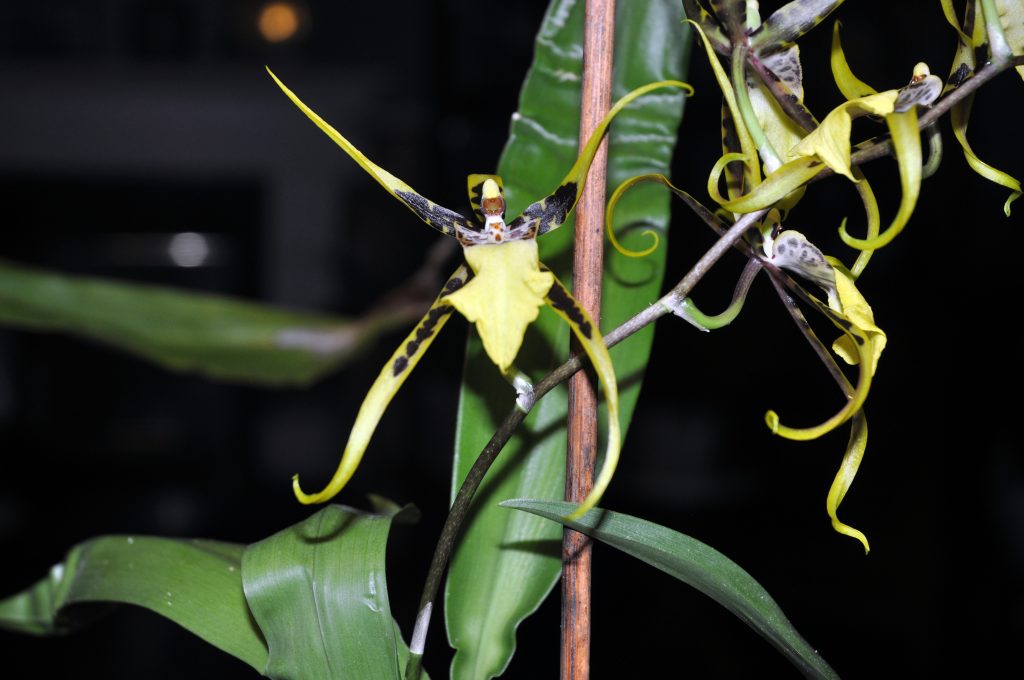 山人兰室：蜘蛛兰 Brassia Caudata （Spider Orchid）