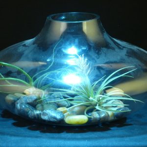 空气植物 玻璃罐