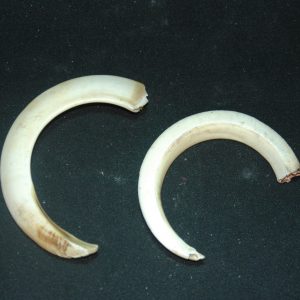 海狮獠牙 （2）
