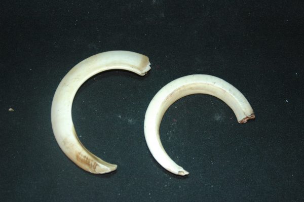 海狮獠牙 （2）