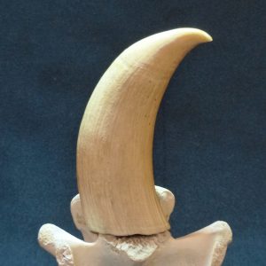 鲸鱼脊骨架原牙