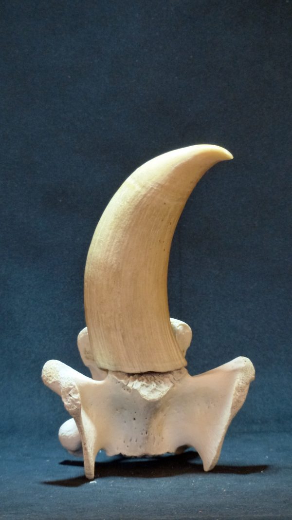 鲸鱼脊骨架原牙