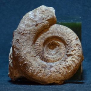 古海生物化石（2）