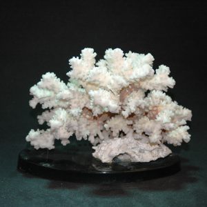 白珊瑚摆件