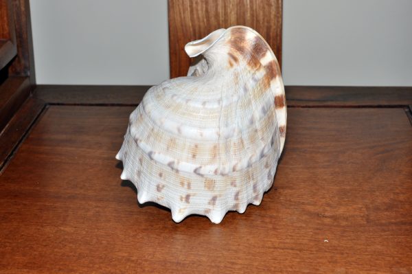 王冠海螺