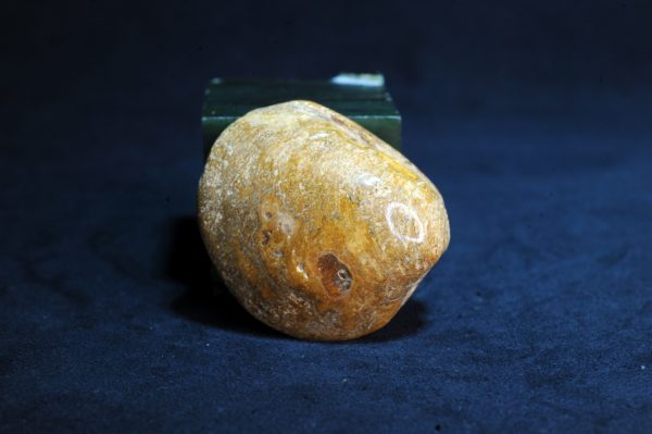 古海星海贝化石