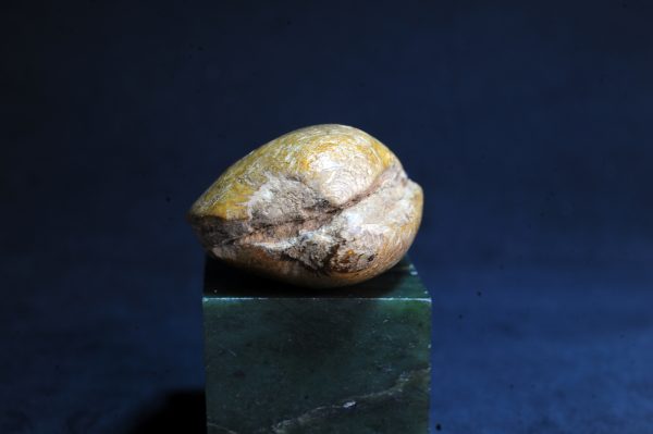 古海星海贝化石