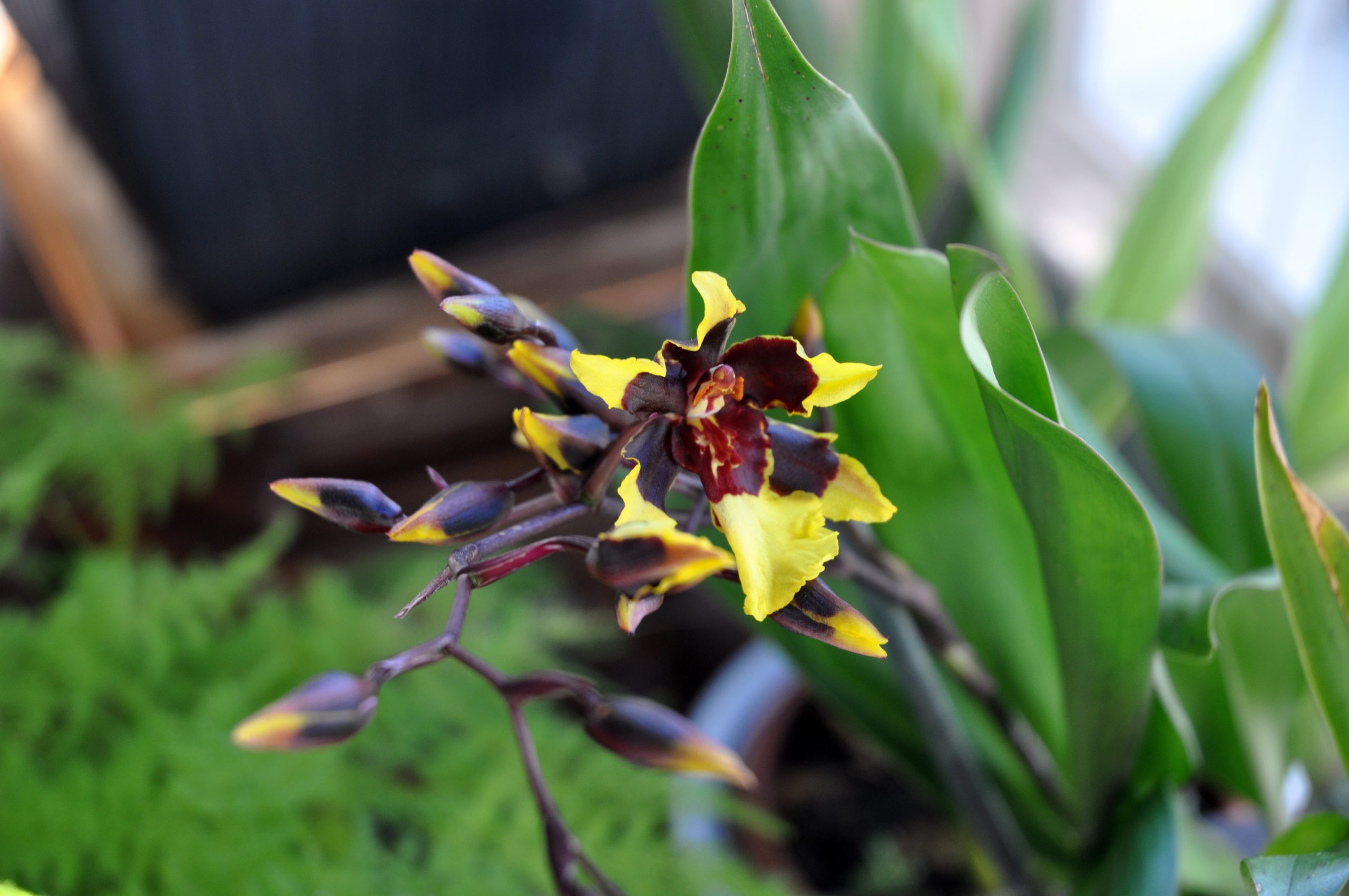 兰室暗香：文心兰属 飞燕兰 Oncidium