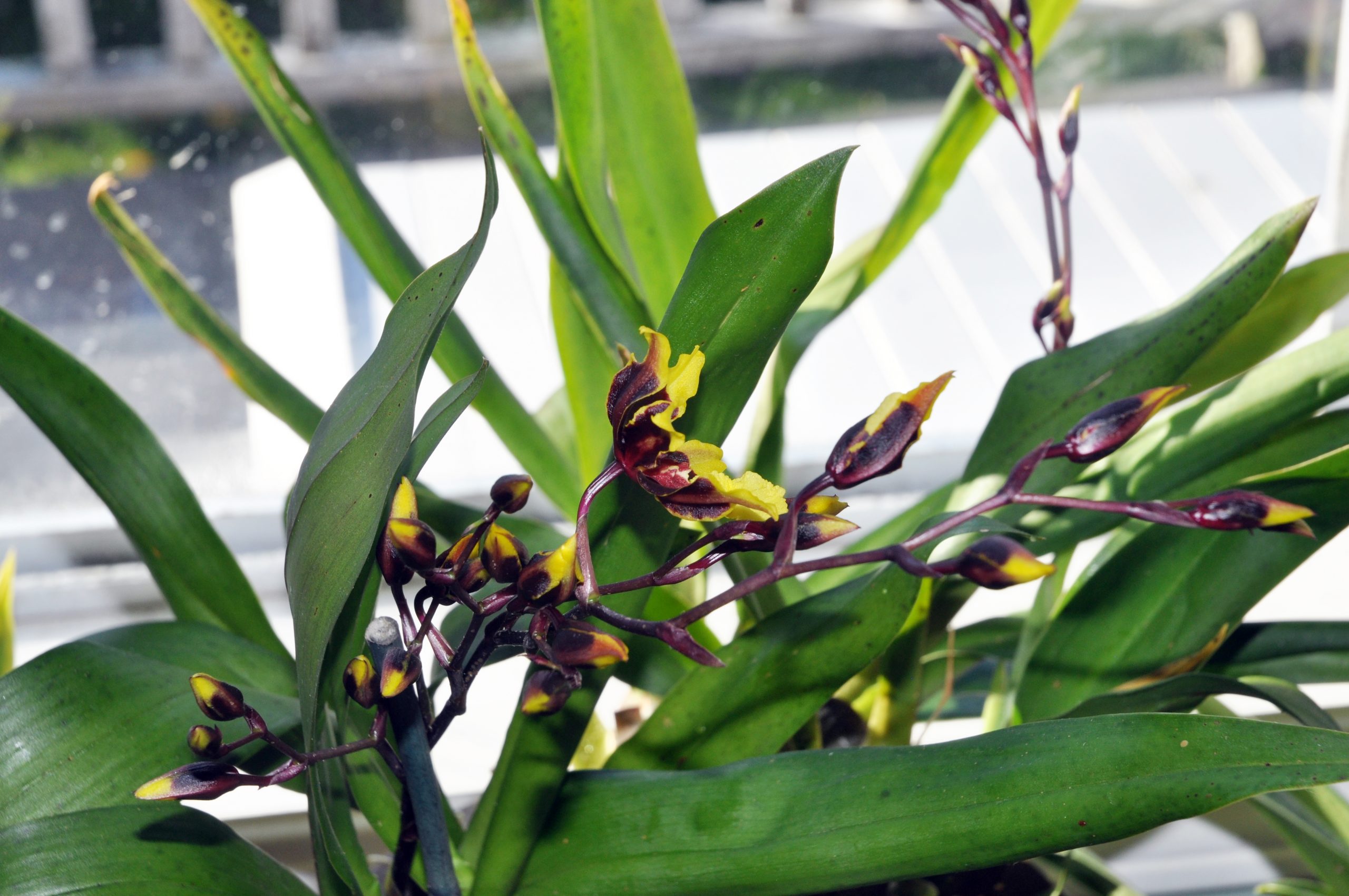 兰室暗香：文心兰属 飞燕兰 Oncidium