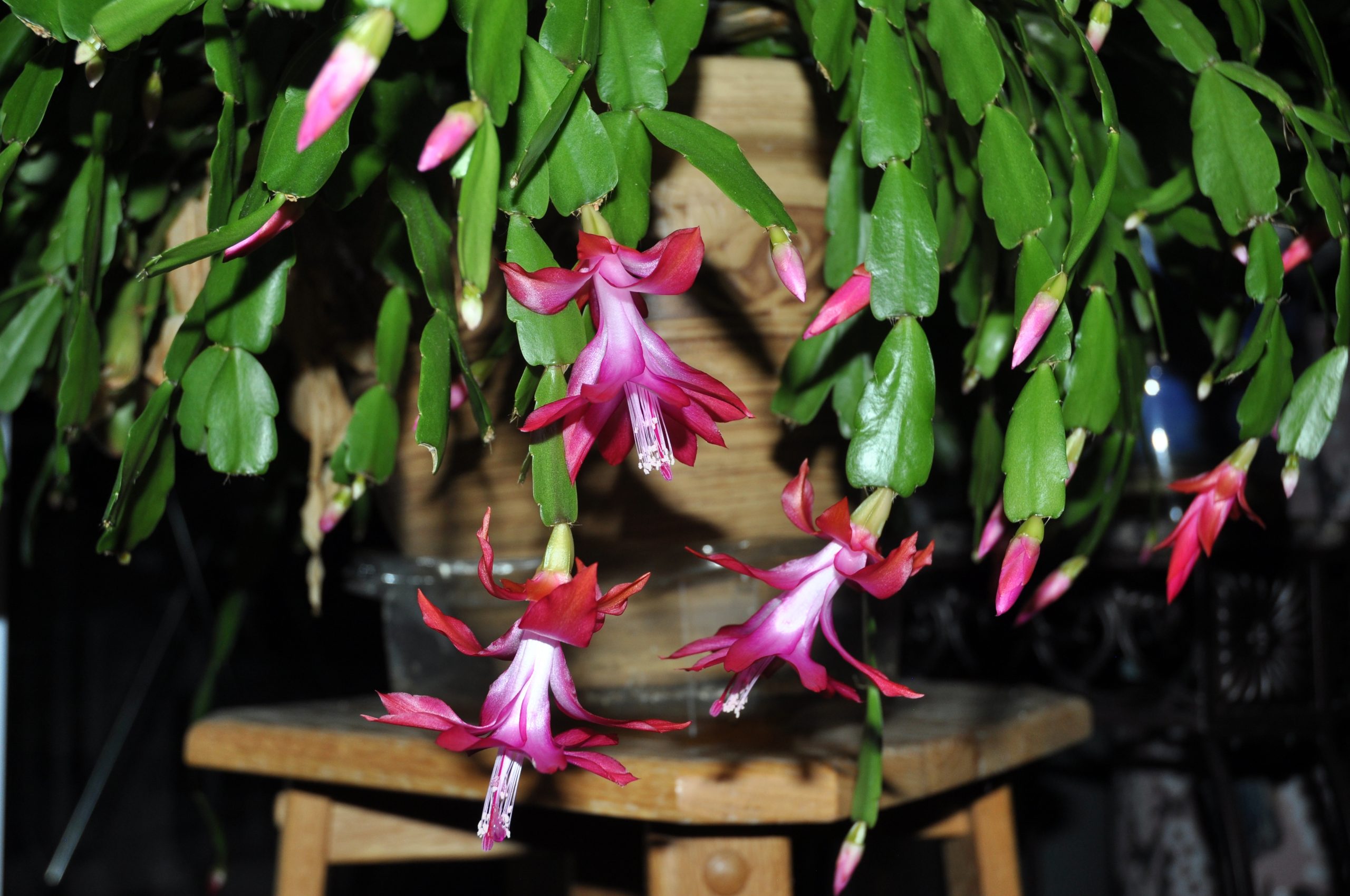 兰室暗香：蟹爪兰 螃蟹蘭（Schlumbergera truncata）