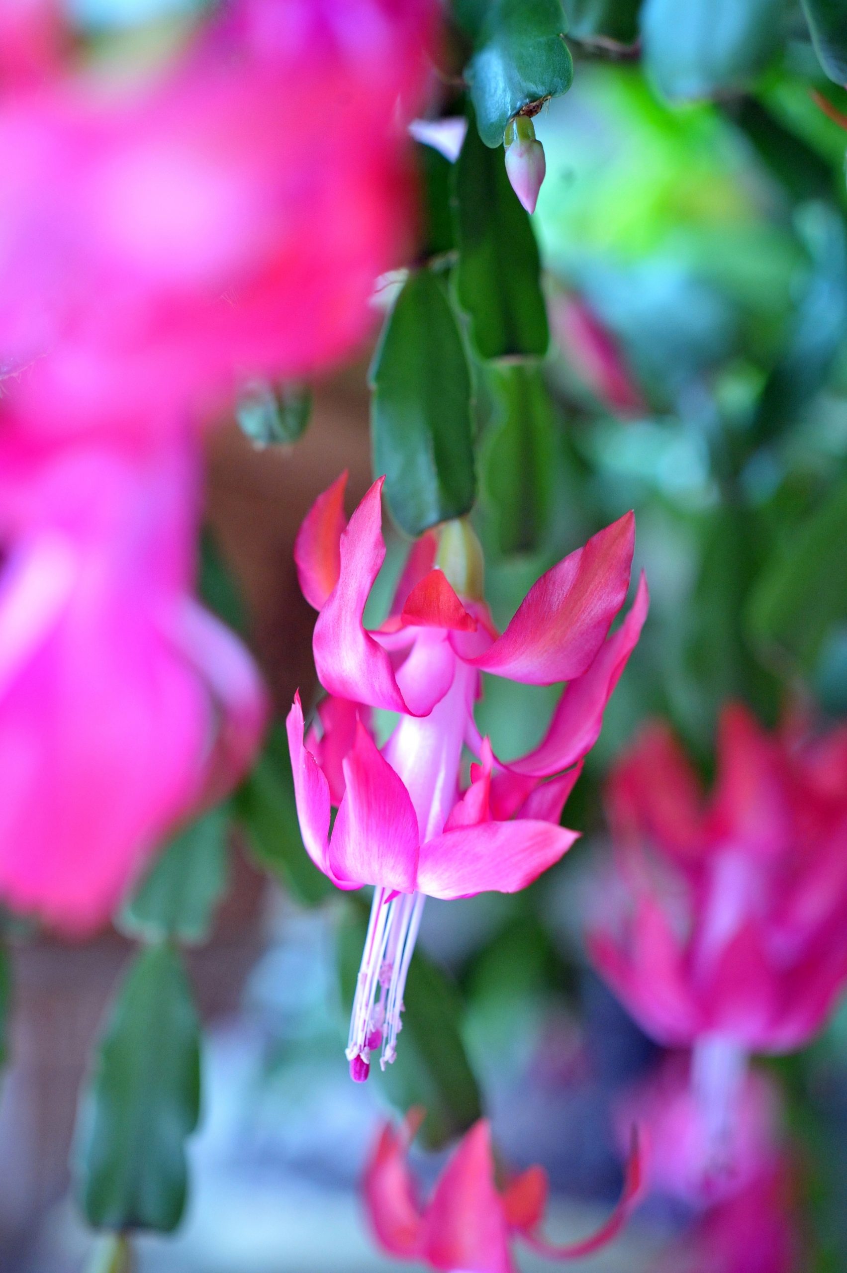 兰室暗香：蟹爪兰 螃蟹蘭（Schlumbergera truncata）