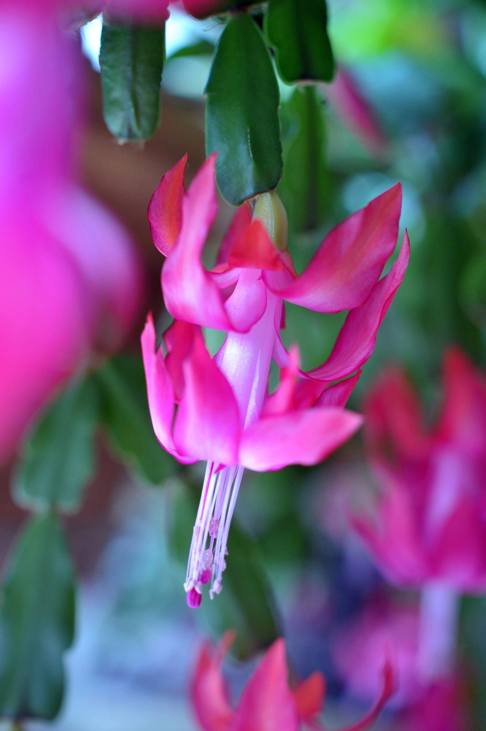 兰室暗香：蟹爪兰 螃蟹蘭（Schlumbergera truncata）