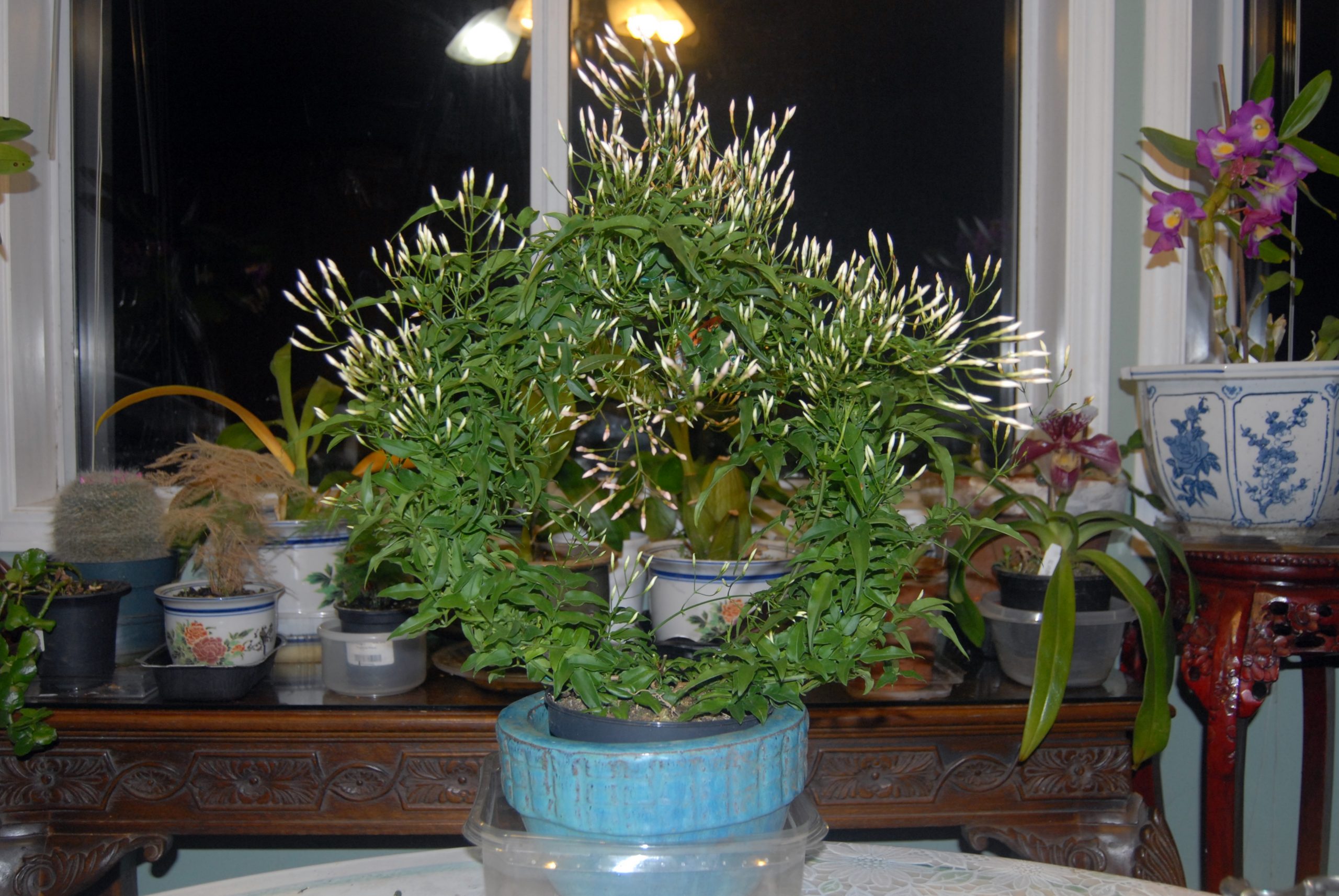 兰室暗香：單瓣筆尖藤蔓型茉莉花