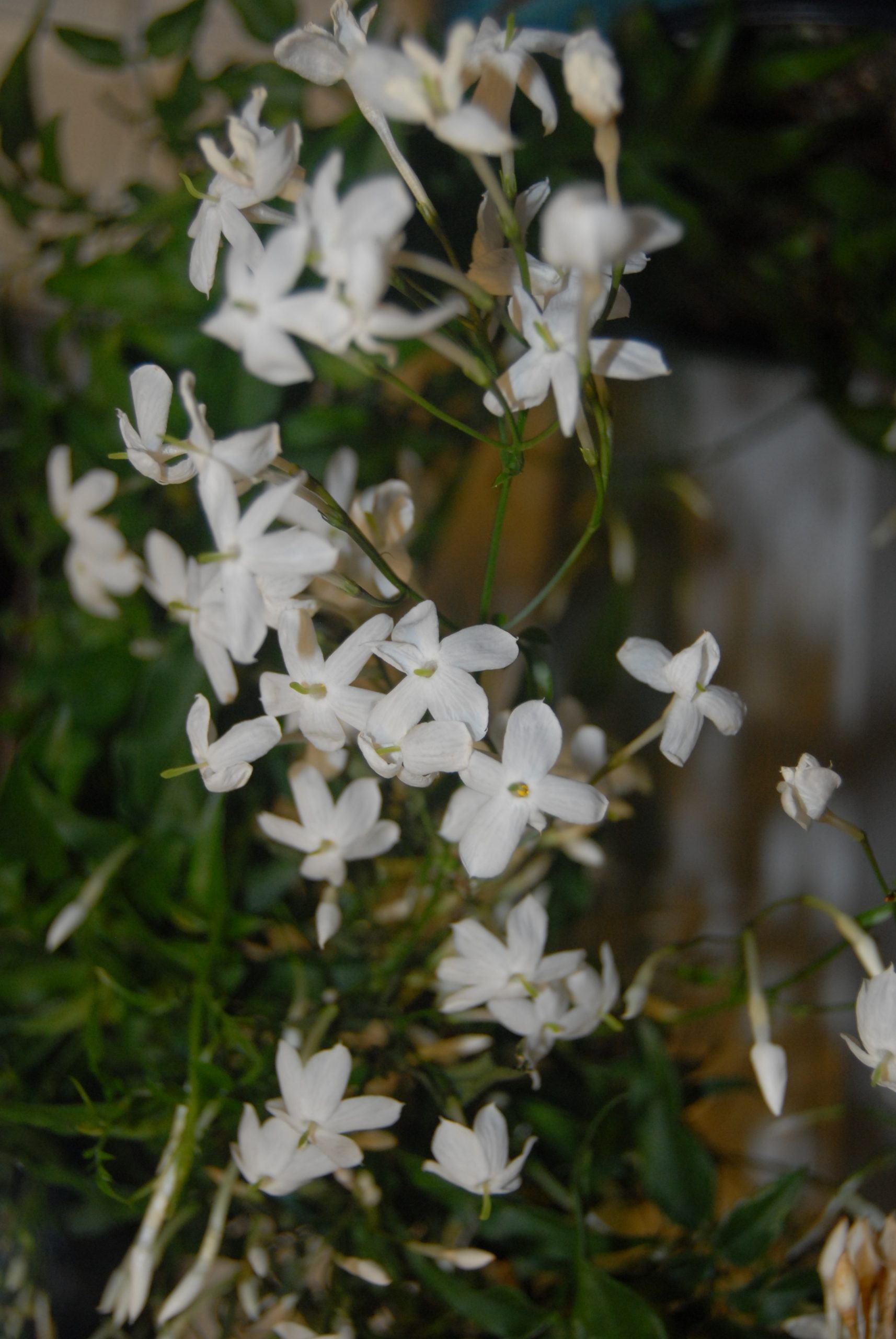 兰室暗香：單瓣筆尖藤蔓型茉莉花