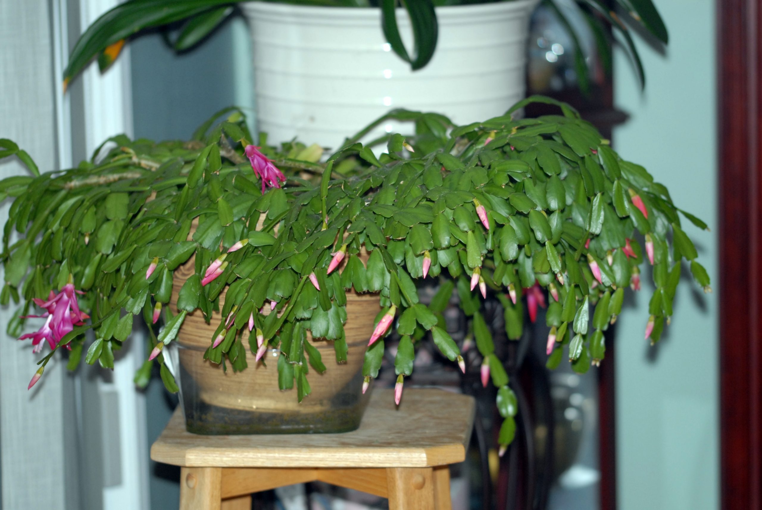 兰室暗香：蟹爪兰 螃蟹蘭（Schlumbergera truncata）