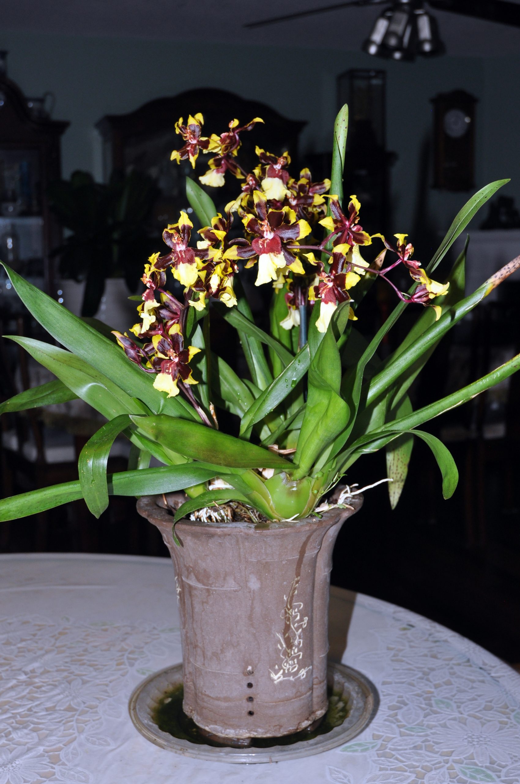 文心兰属 飞燕兰 Oncidium