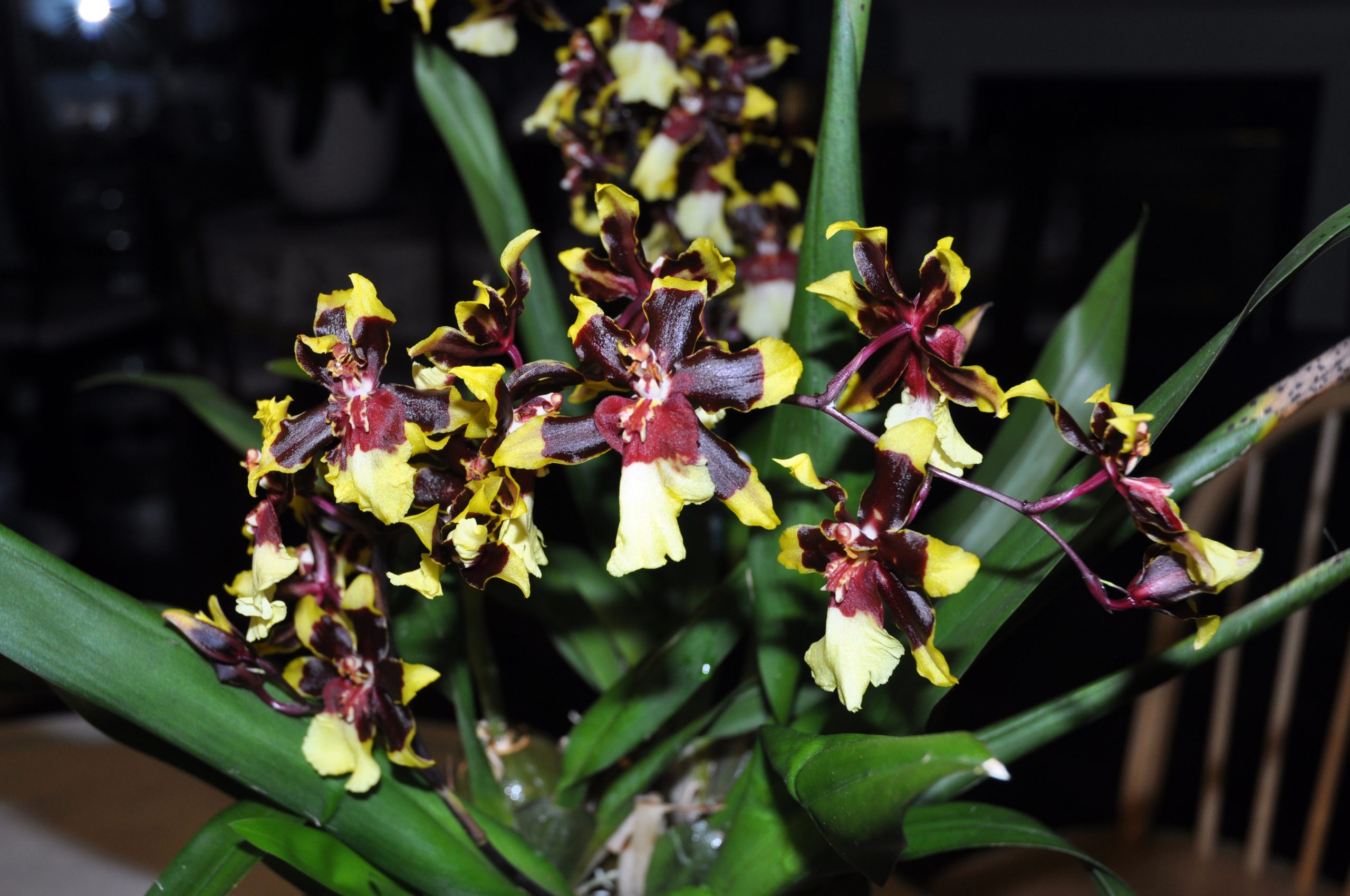 文心兰属 飞燕兰 Oncidium