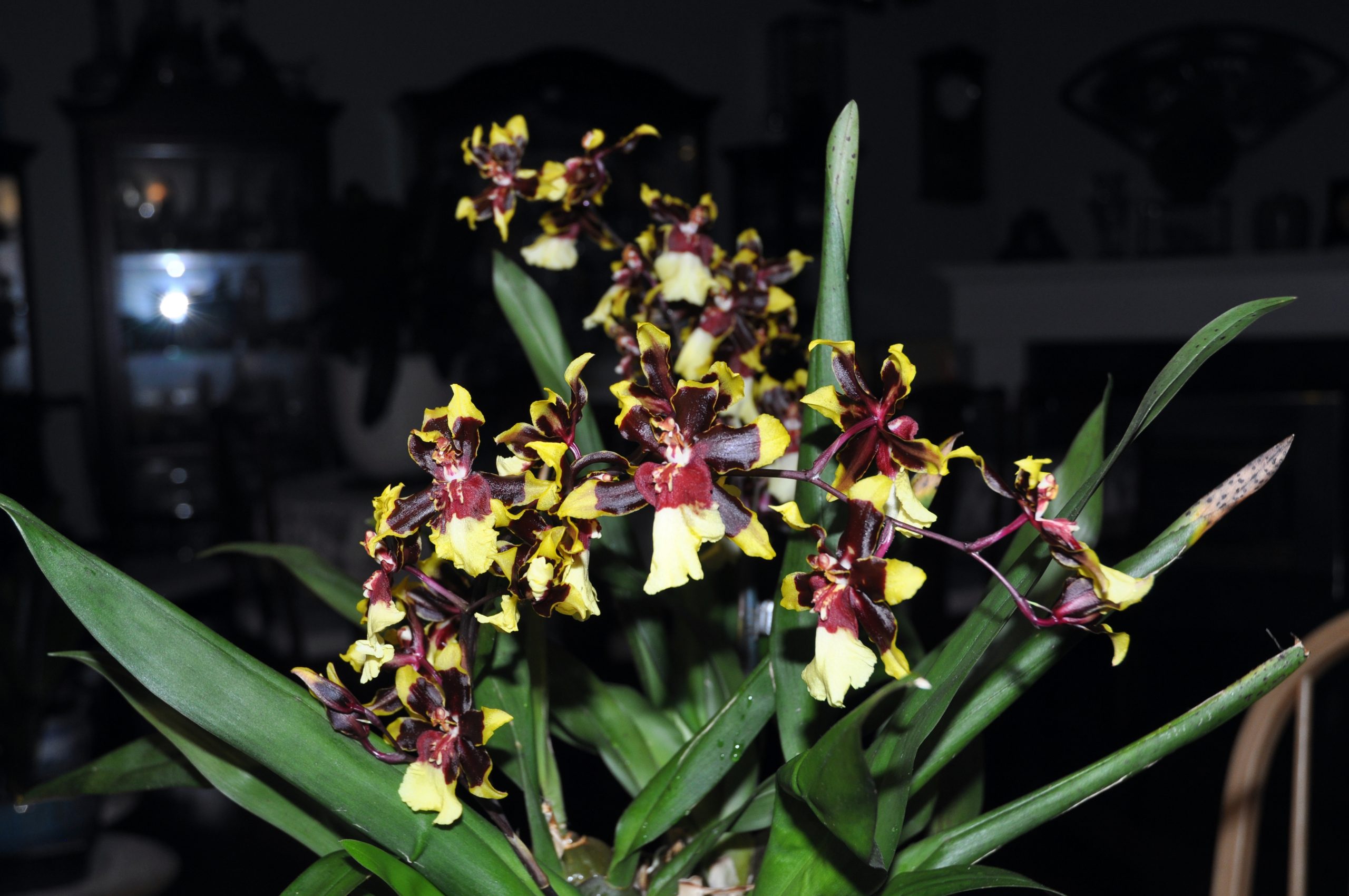 文心兰属 飞燕兰 Oncidium