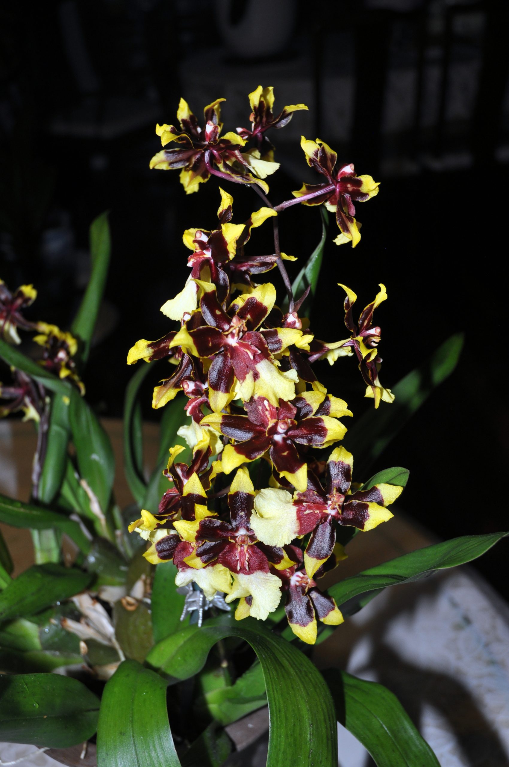 文心兰属 飞燕兰 Oncidium