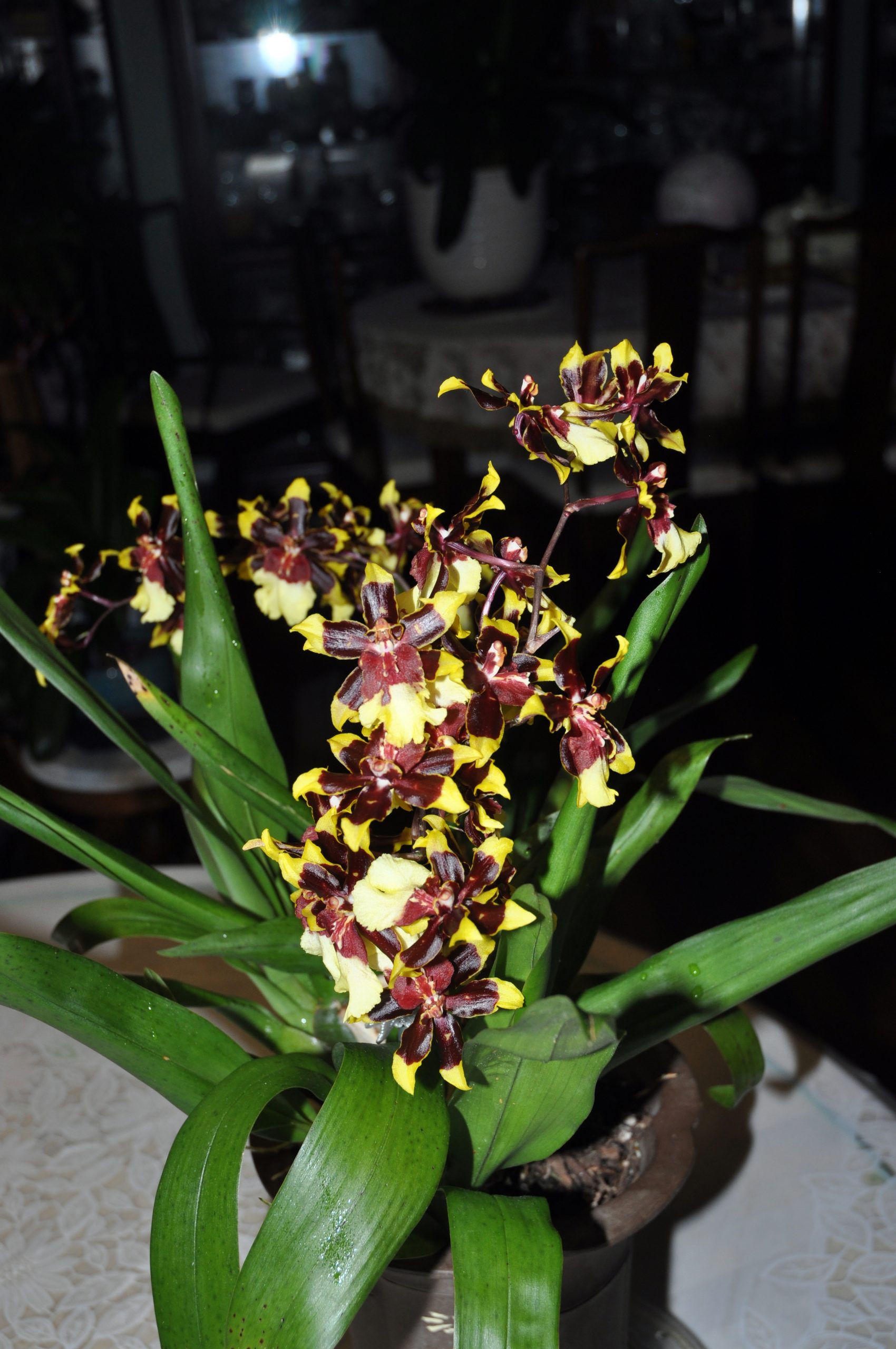 文心兰属 飞燕兰 Oncidium