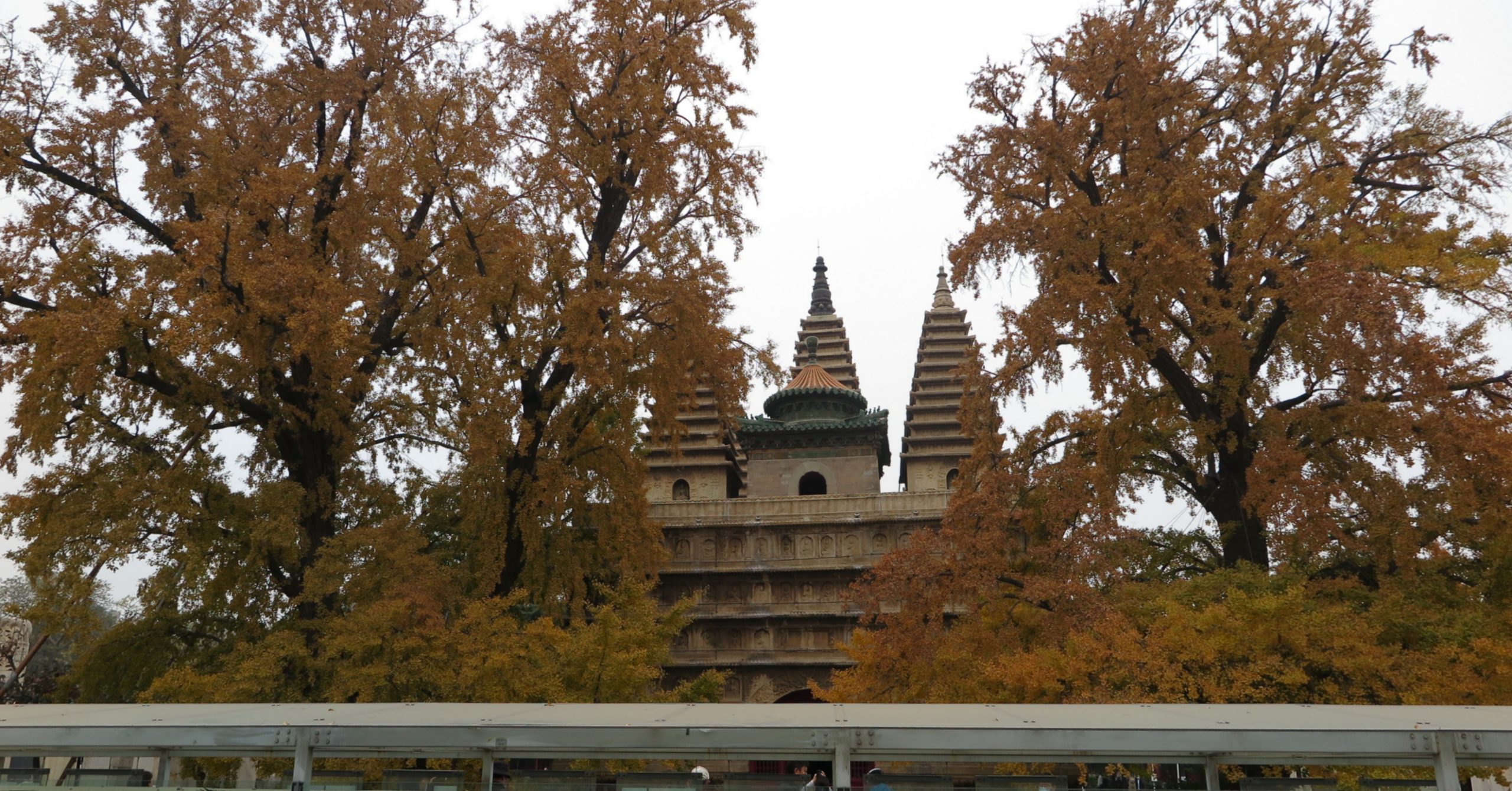 北京真觉寺––五塔金刚宝座和 600年之银杏树