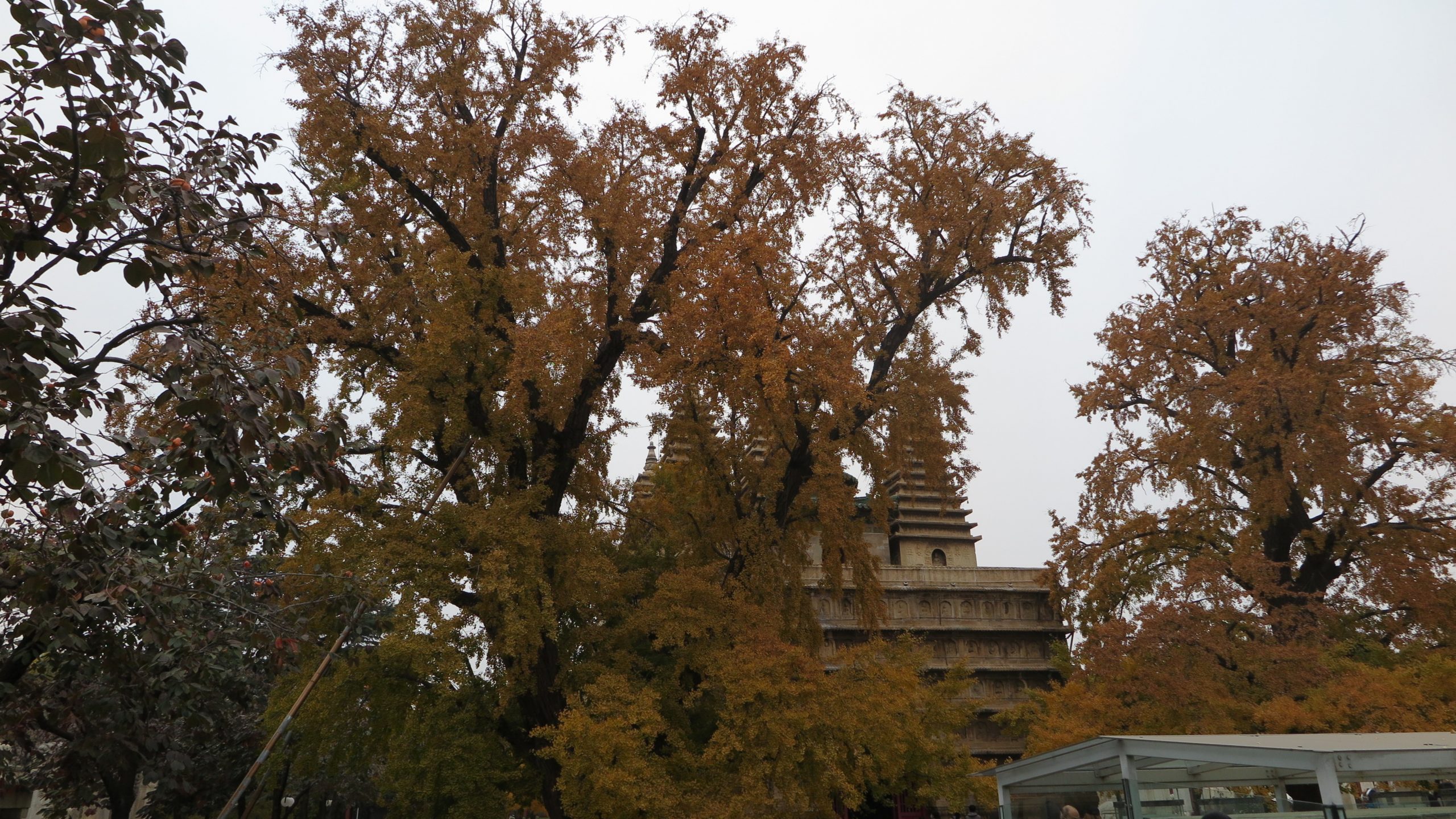 北京真觉寺––五塔金刚宝座和 600年之银杏树