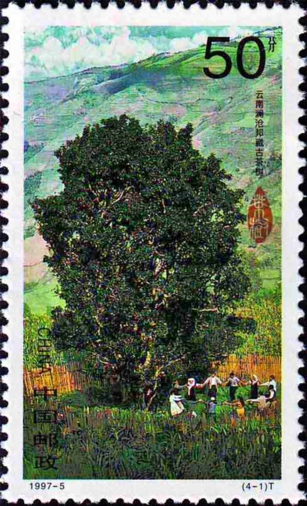 云南澜沧拉祜族自治县富东乡邦崴村的一棵大茶树