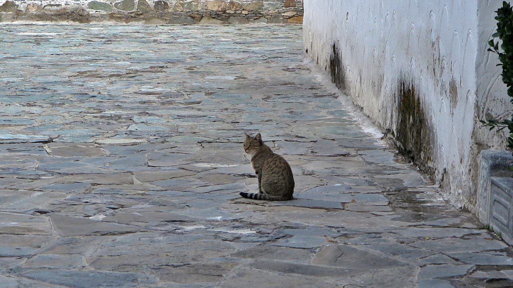 宫下工坊 和猫