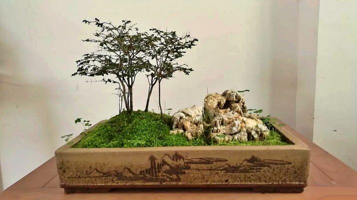宁国赏石协会会长王双平制作的虎刺宣石点缀的盆景